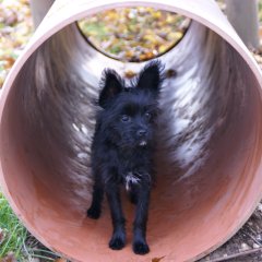 14 Wochen, Hundeschule